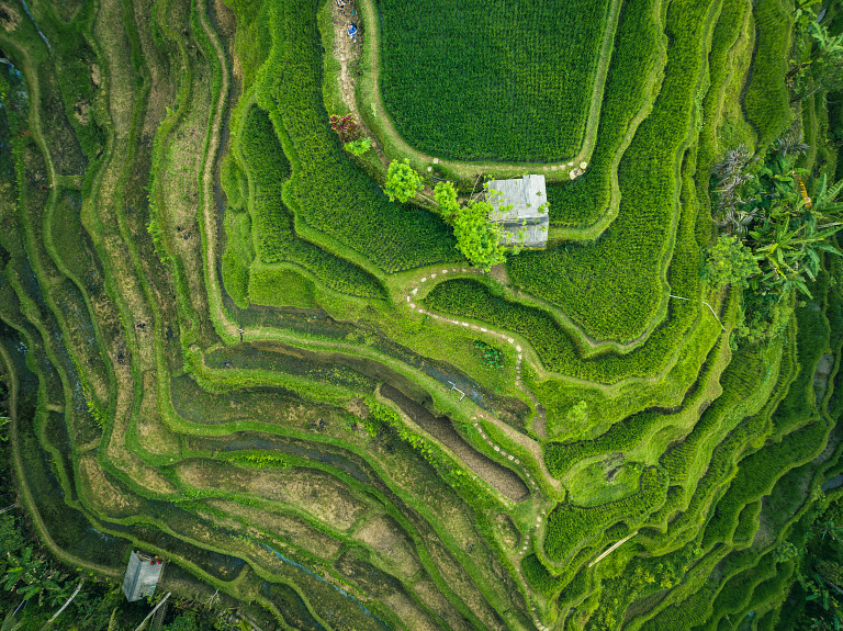 terraced fields from above